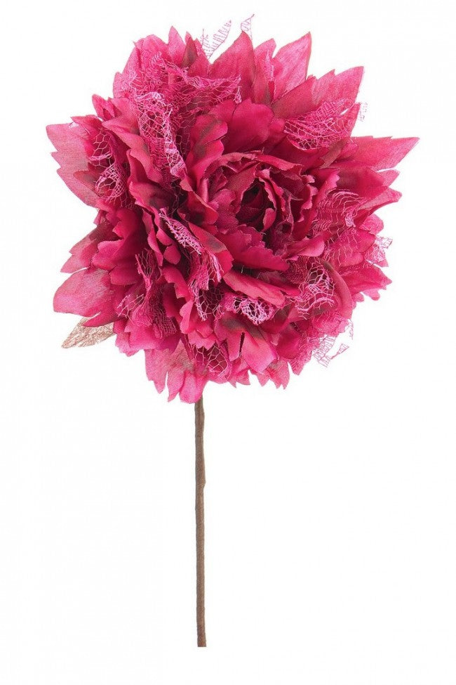 12x Pick Rosa Frize 'Burgund