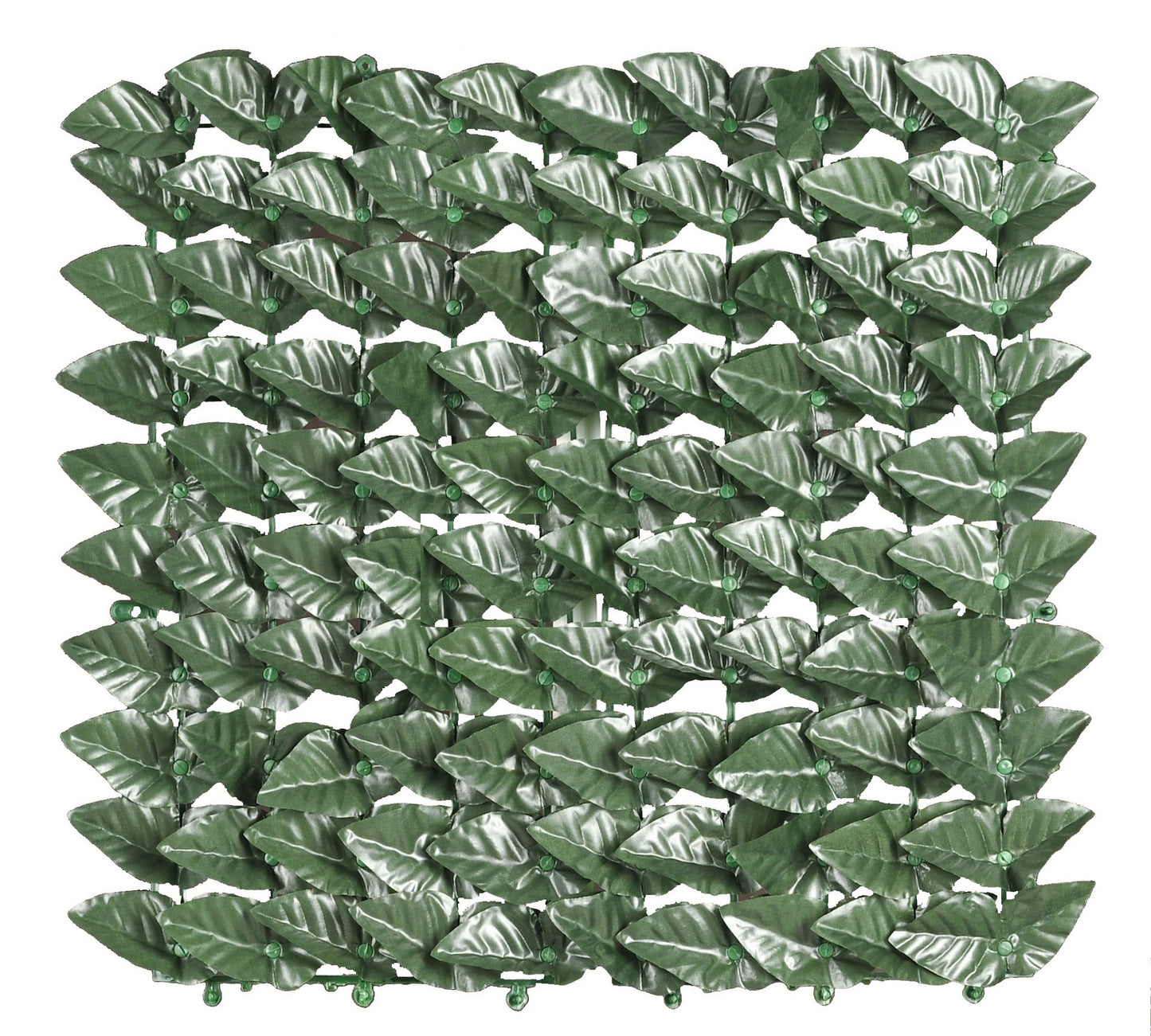 Arelle SemperVerdi Lauro MT. 1,00 x 20