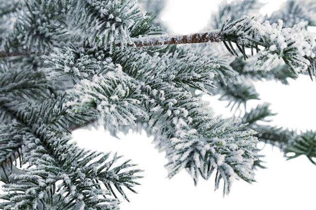 Pino Elbrus Snowy H150