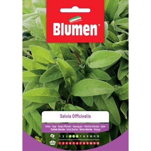 Salvia Officinalis-Samen