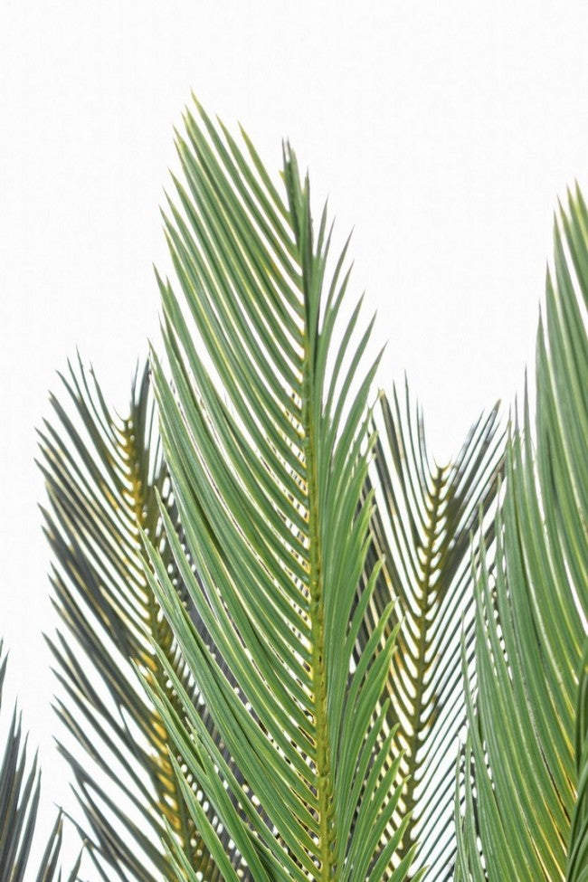 Pianta mit Vase Palma Cycas 28 Blätter 120h cm