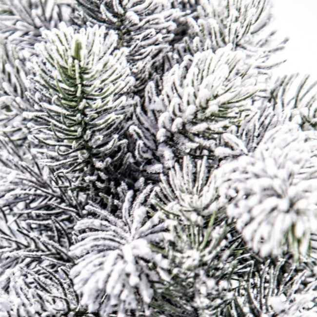 6x Baum Oregon Snowy H60