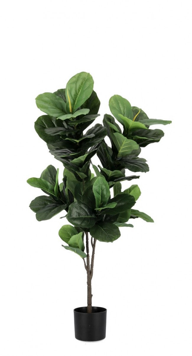 4x Pianta Ficus Lyrata C-Vaso 72Flätter H120