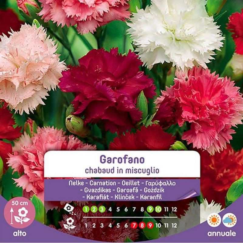 Chabaud-Nelkensamen in Mischung