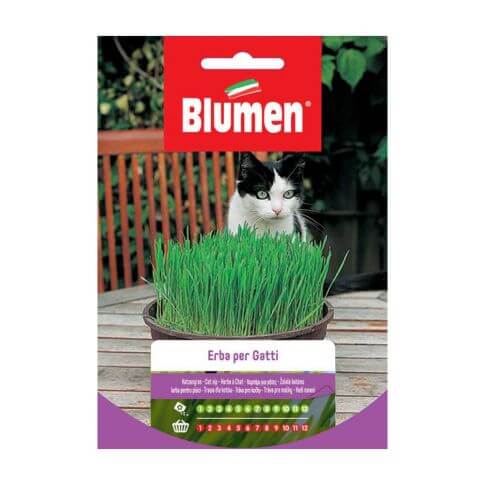 Blumen Katzengras Samen