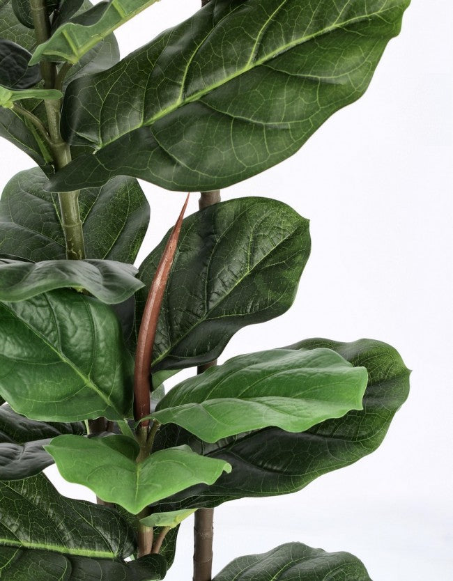 2x Plant Ficus Lyrata C-Topf 39Leaves H145