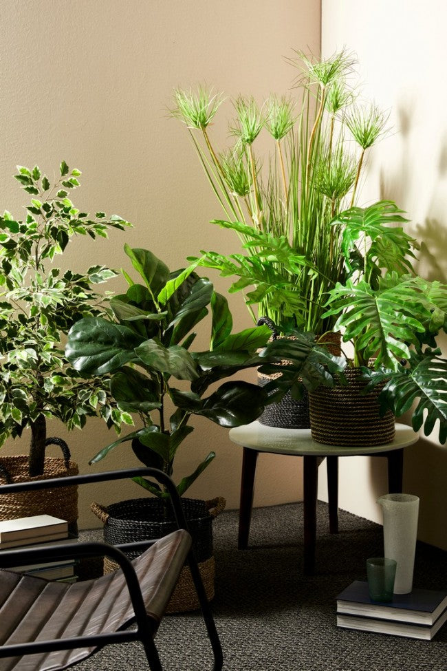 4x Grüne Wüstenpflanze C-Pot X9F H120