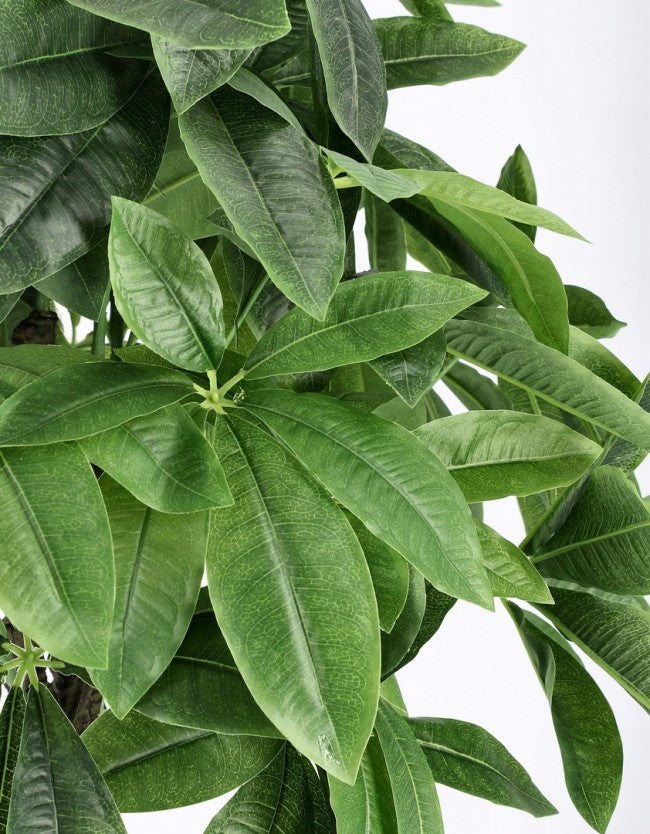 2x Pachira Aquatica C-Topfpflanze 280F H120