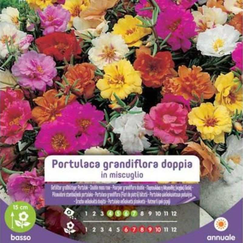 Samen von Portulaca Grandiflora Double in Busta