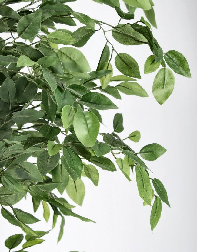 2x Banyan-Pflanze C-Pot 2480 Blätter H210