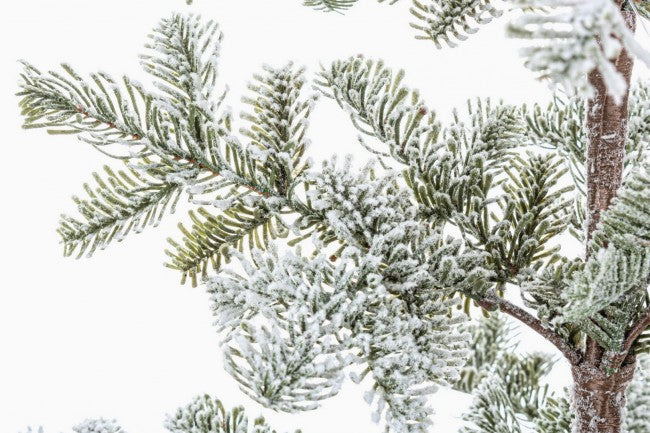 Pine Peralba Snowy H113