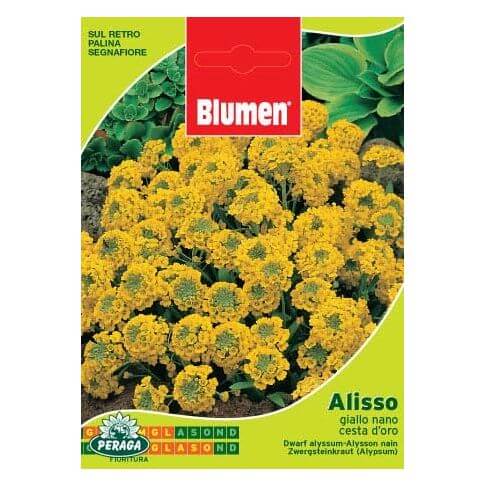 Beutel mit Golden Basket Dwarf Yellow Alyssum-Samen