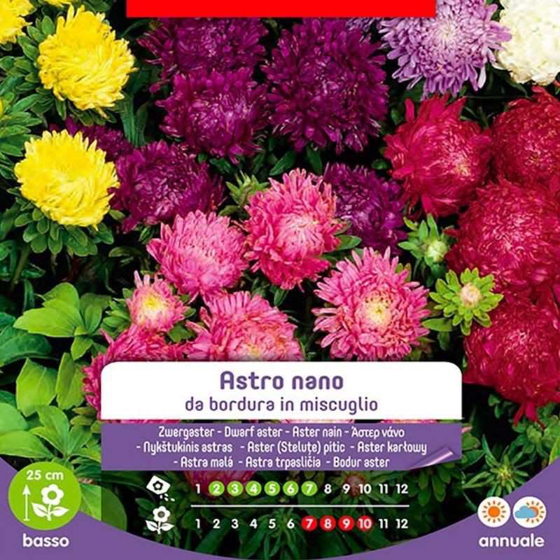 Gemischte Samen Border Astro Nani