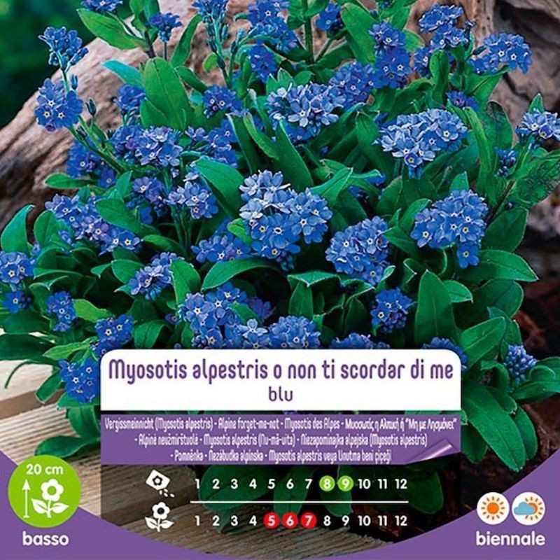 Samen von Myosotis Alpestris O Nicht in Busta Blau in Busta