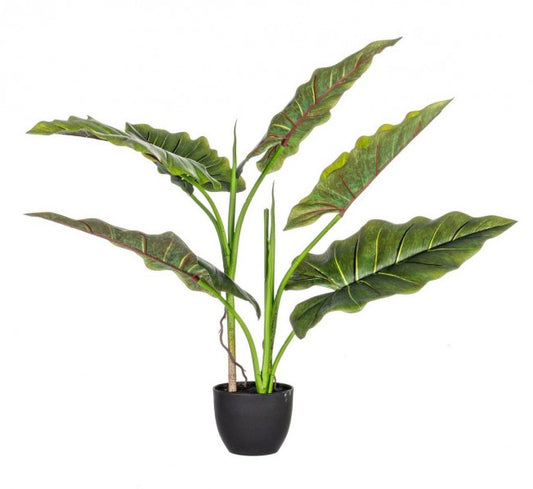 4x Dieffenbachia Pflanze C-Topf 7 Blätter H78