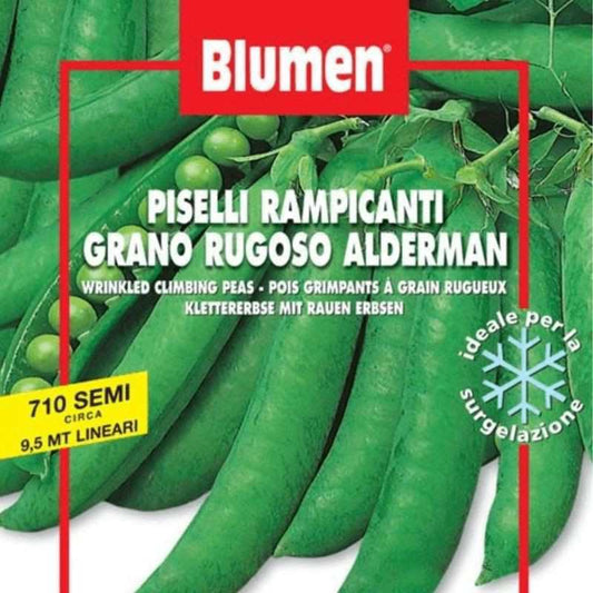 Gran Rugoso Alderm Klettererbsensamen im Beutel