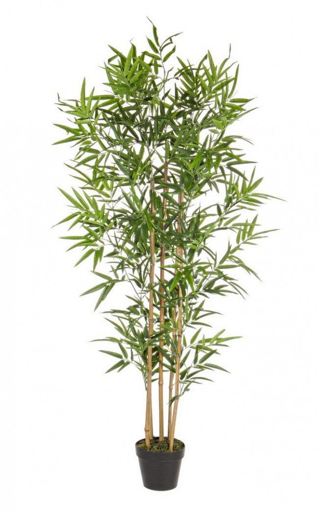 2x Bambuspflanzen-C-Topf H155cm