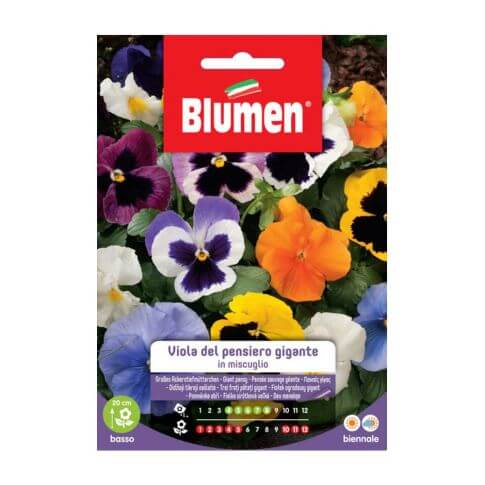 Riesige Stiefmütterchen-Blumensamen