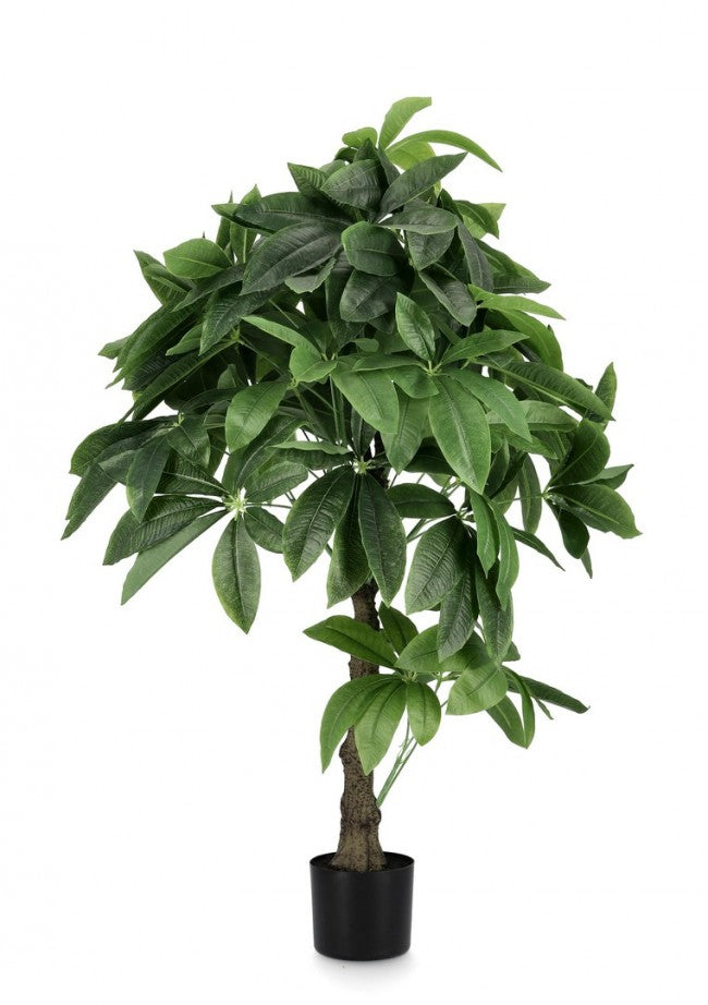 2x Pachira Aquatica C-Topfpflanze 280F H120