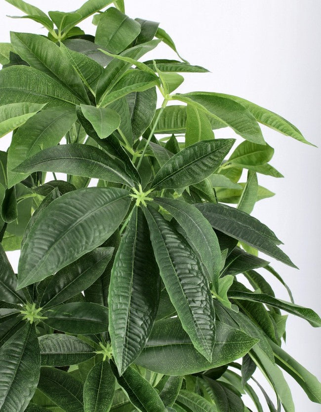 2x Pachira Aquatica C-Topfpflanze 360F H160