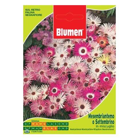 Tasche mit Mesembriantemo Samen oder Sepembrino in Mischung