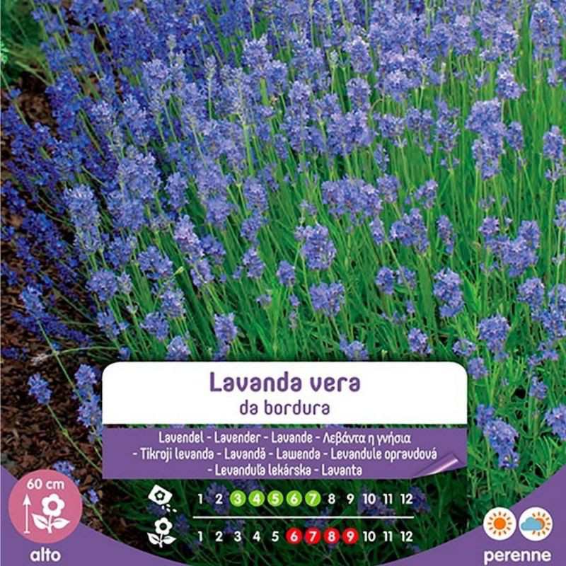 Samen Di Lavanda Vera Da Bordura in Busta