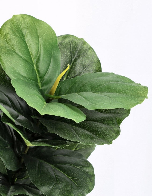 4x Pianta Ficus Lyrata C-Vaso 72Flätter H120