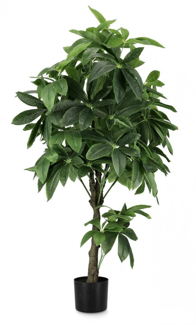 2x Pachira Aquatica C-Topfpflanze 360F H160