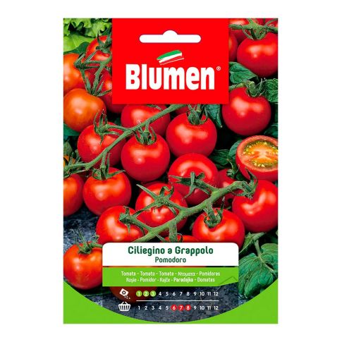 Pachino-Kirschtomatensamen auf der Traube