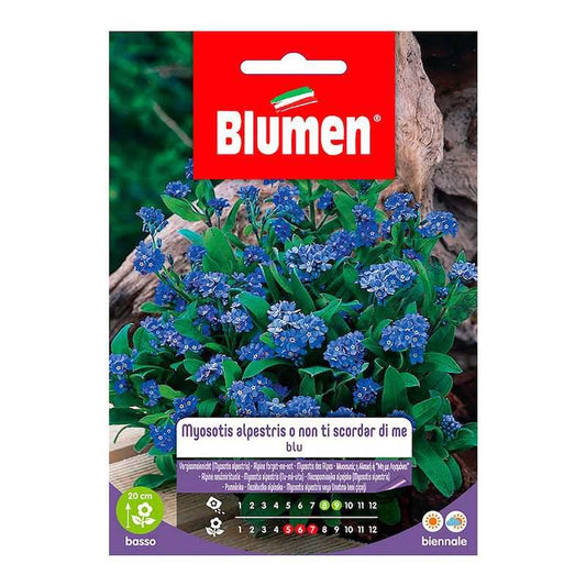 Samen von Myosotis Alpestris O Nicht in Busta Blau in Busta