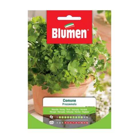 Blumen Samen der Gemeinen Petersilie