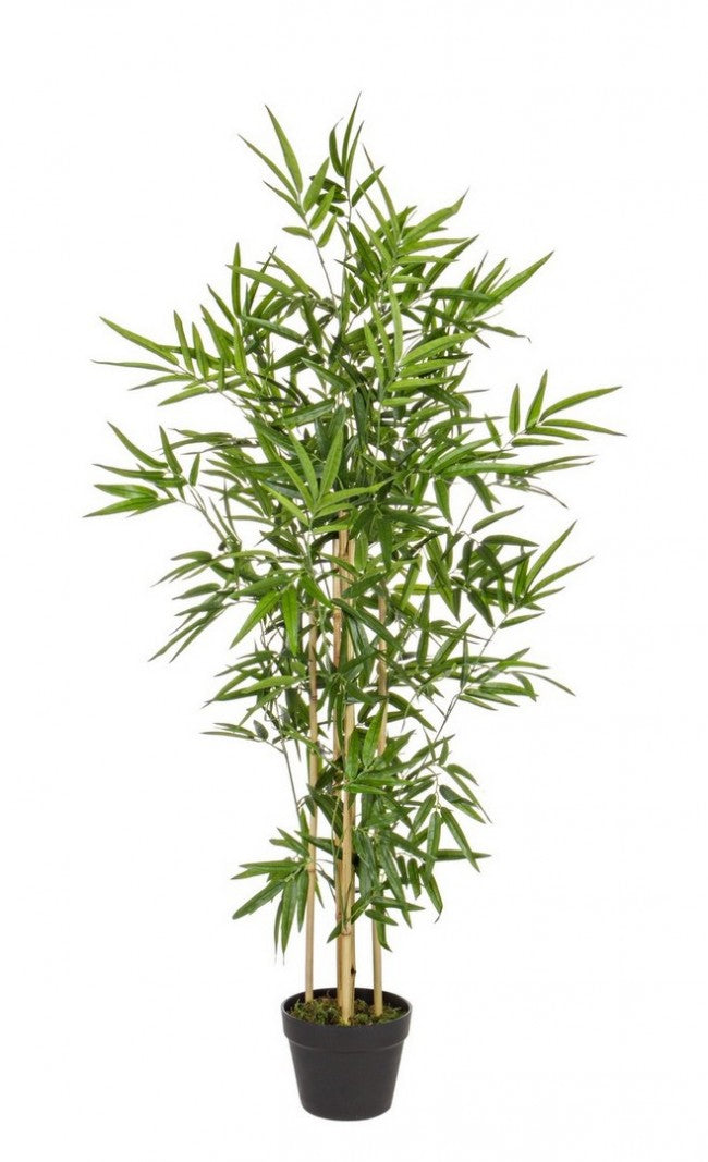 2x Bambuspflanzen-C-Topf H130cm