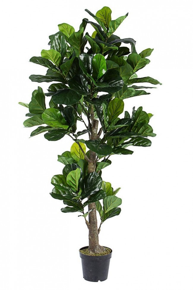 Ficus Lyrata Pflanzen-Heimdekoration mit Topf
