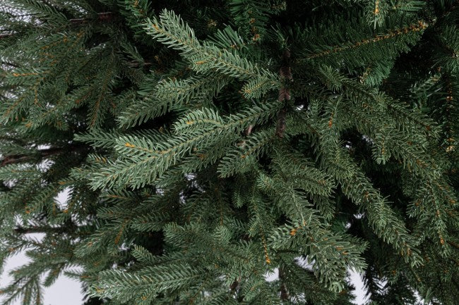 Denalbaum H150-2057Rami