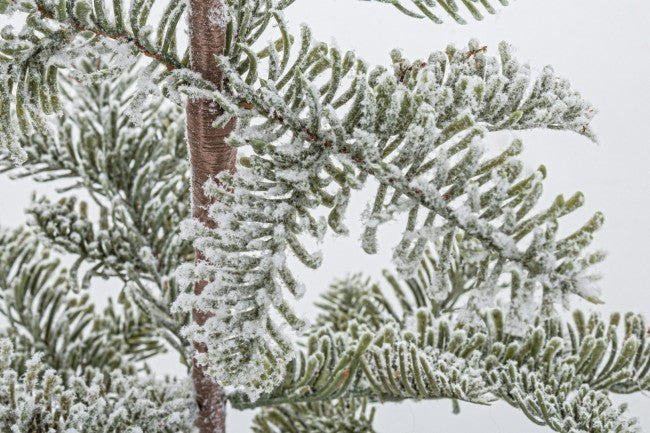 6x Pino Peralba sündig H53