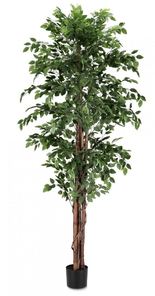 2x Banyan-Pflanze C-Pot 2480 Blätter H210