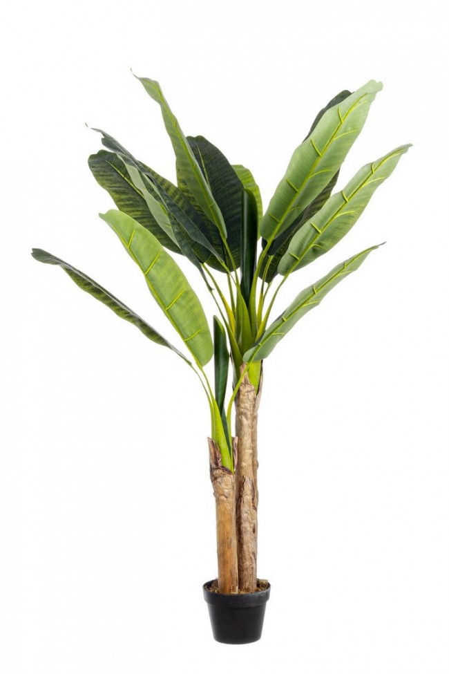 2x Pianta Banano C-Vaso 14Blätter H135