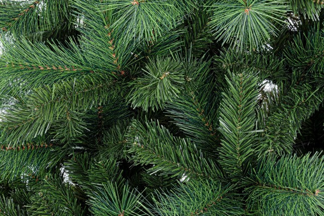 Cermis H270-1746Rami Tree